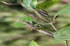 Strobilanthes tristis